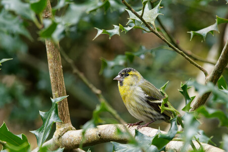 Thumbnail of Siskin